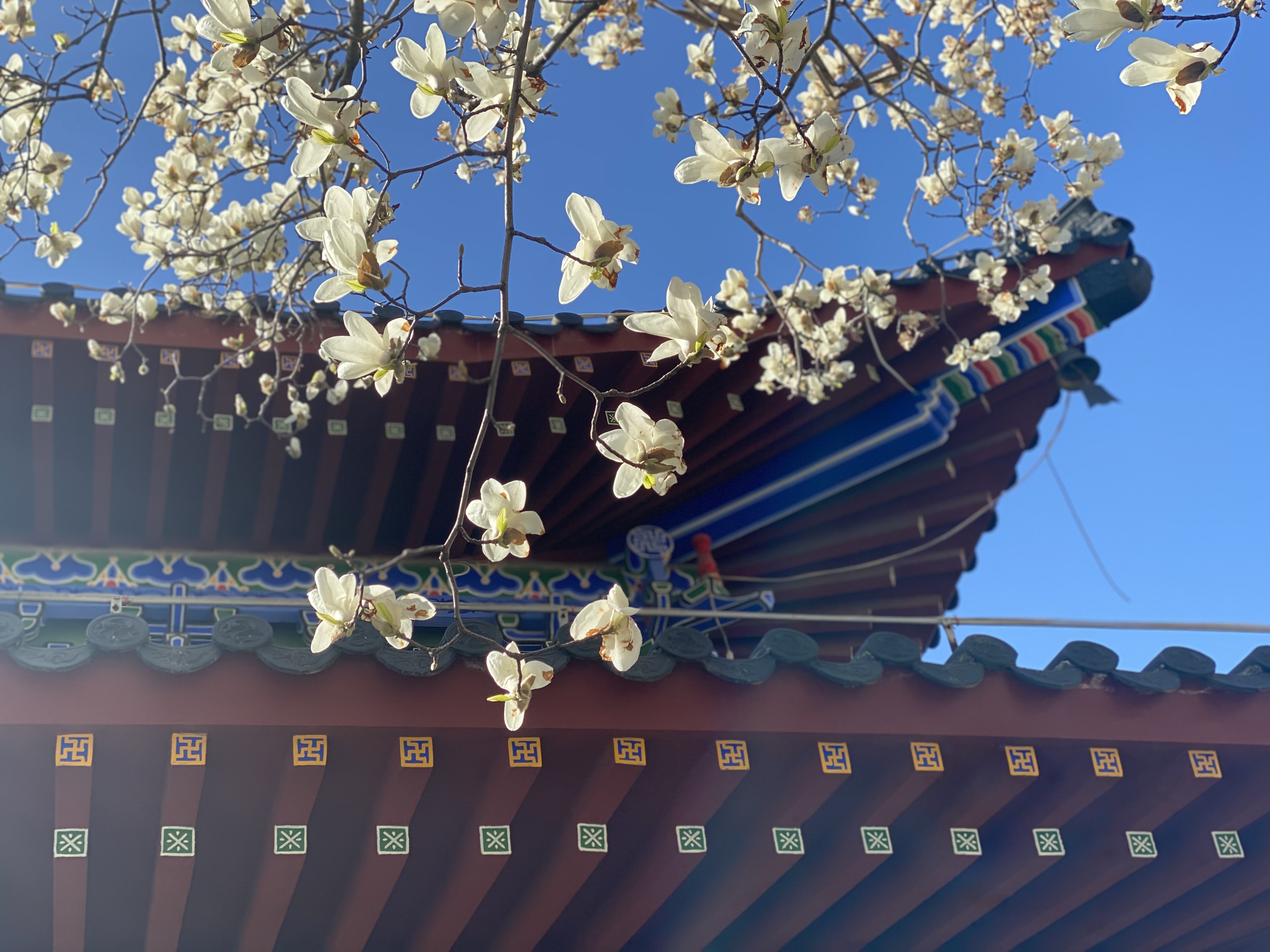 玉兰